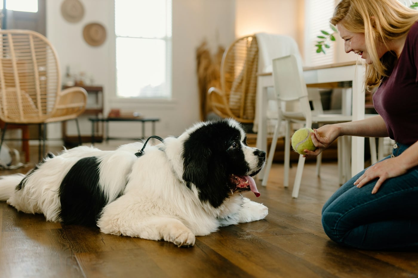 Locataire avec un animal de compagnie dans un appartement au Québec après le jugement TAL 2026